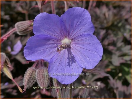 Geranium pratense 'Boom Chocolatta' | Beemdooievaarsbek, Weideooievaarsbek, Ooievaarsbek, Tuingeranium, Geranium | Wi