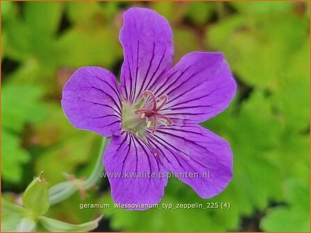 Geranium wlassovianum 'Typ Zeppelin' | Ooievaarsbek, Tuingeranium, Geranium | Sibirischer Storchenschnabel | Cranesbi