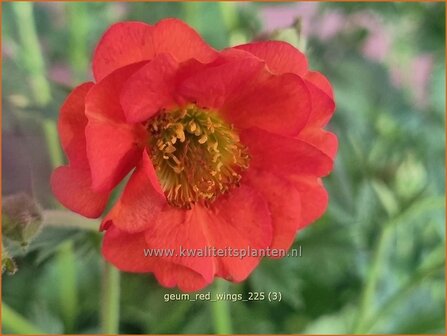 Geum 'Red Wings' | Nagelkruid | Nelkenwurz | Avens
