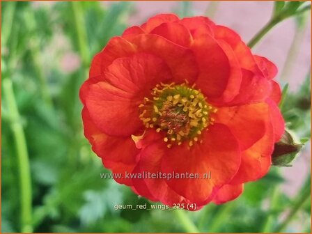 Geum 'Red Wings' | Nagelkruid | Nelkenwurz | Avens