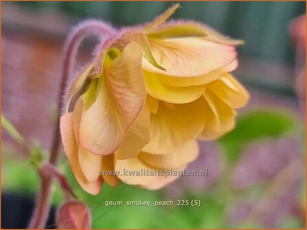 Geum 'Smokey Peach' | Nagelkruid | Nelkenwurz | Avens