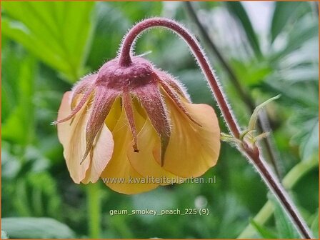 Geum 'Smokey Peach' | Nagelkruid | Nelkenwurz | Avens