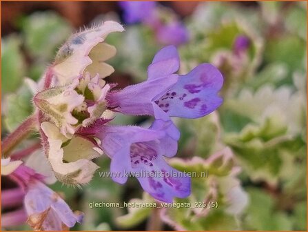 Glechoma hederacea 'Variegata' | Hondsdraf, Kruip-door-de-tuin | Gew&ouml;hnlicher Gundermann | Creeping Charlie