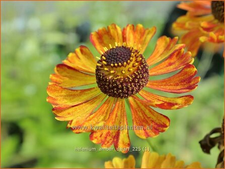 Helenium 'Amber Dwarf' | Zonnekruid | Sonnenbraut | Helen's Flower