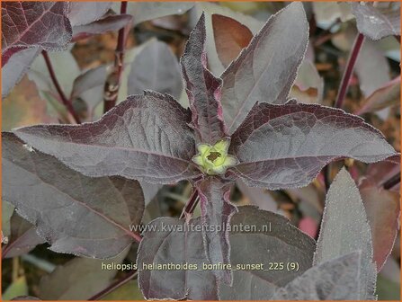 Heliopsis helianthoides 'Bonfire Sunset' | Zonneoog, Zonneogen | Gew&ouml;hnliches Sonnenauge | Rough Heliopsis