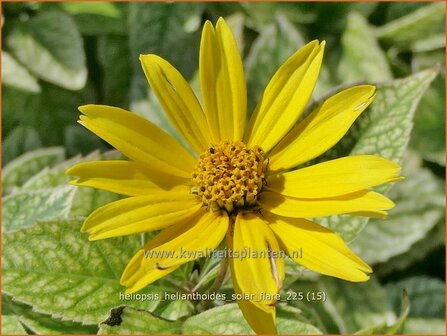 Heliopsis helianthoides 'Solar Flare' | Zonneoog, Zonneogen | Gew&ouml;hnliches Sonnenauge | Rough Heliopsis
