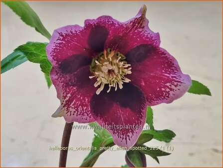 Helleborus orientalis 'Pretty Ellen Spotted' | Kerstroos, Lenteroos, Vastenroos, Oosters nieskruid, Nieskruid | Lenzr