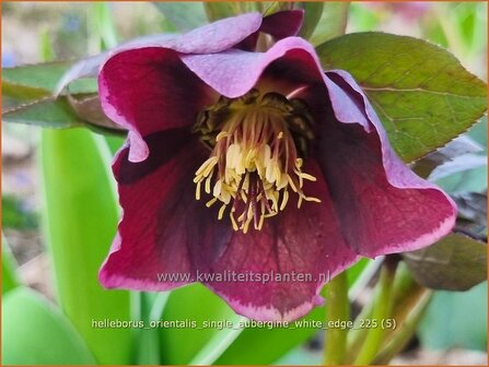 Helleborus orientalis 'Single Aubergine White Edge' | Kerstroos, Lenteroos, Vastenroos, Oosters nieskruid, Nieskruid 