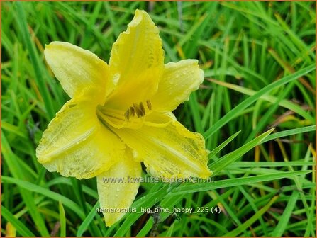 Hemerocallis 'Big Time Happy' | Daglelie | Taglilie | Day Lily
