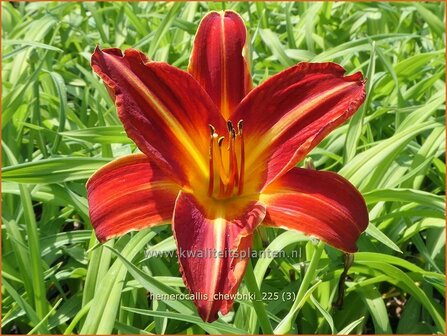 Hemerocallis 'Chewonki' | Daglelie | Taglilie | Day Lily
