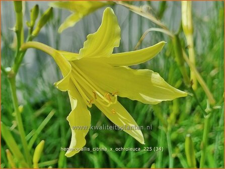 Hemerocallis citrina x ochroleuca | Daglelie | Zitronengelbe Taglilie | Citron Day Lily