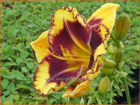 Hemerocallis 'Emperor' | Daglelie | Taglilie | Day Lily