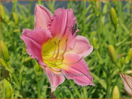 Hemerocallis 'Final Touch' | Daglelie | Taglilie | Day Lily