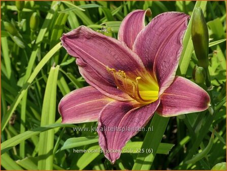 Hemerocallis 'Jockey Club'