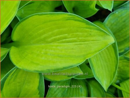 Hosta 'Paradigm' | Hosta, Hartlelie, Funkia | Funkie | Hosta