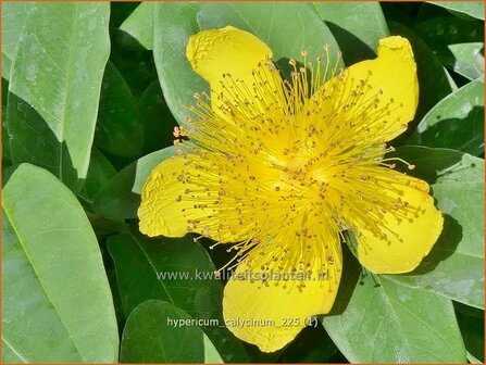 Hypericum calycinum | Grootbloemig hertshooi, Hertshooi | Teppichjohanneskraut | Aaron's Beard