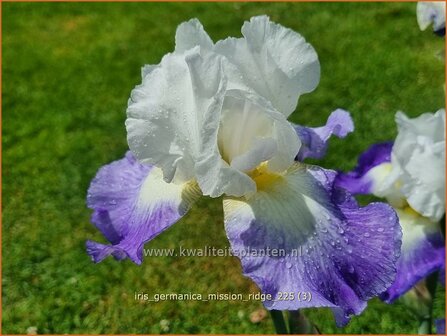 Iris germanica 'Mission Ridge' | Blauwe lis, Duitse lis, Germaanse iris, Baardiris, Iris, Lis | Hohe Bart-Schwertlili