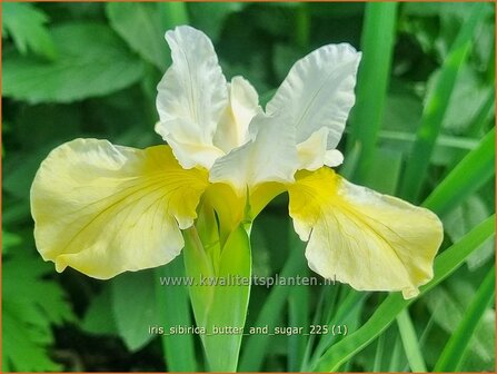 Iris sibirica 'Butter and Sugar' | Siberische iris, Lis, Iris | Sibirische Schwertlilie | Siberian Iris