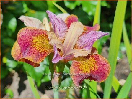 Iris sibirica 'Paprikash' | Siberische iris, Lis, Iris | Sibirische Schwertlilie | Siberian Iris