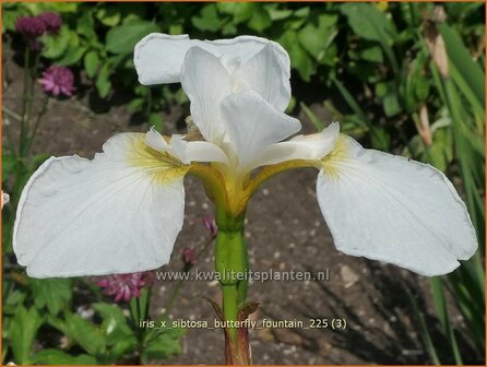 Iris x sibtosa 'Butterfly Fountain' | Iris, Lis | Schwertlilie | Flag
