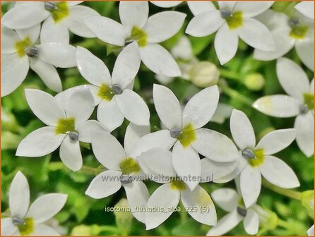 Isotoma fluviatilis 'Alba' | Laurentia, Sterretjesmat | Australische Scheinlobelie | Laurentia