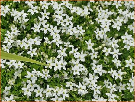 Isotoma fluviatilis 'Alba' | Laurentia, Sterretjesmat | Australische Scheinlobelie | Laurentia