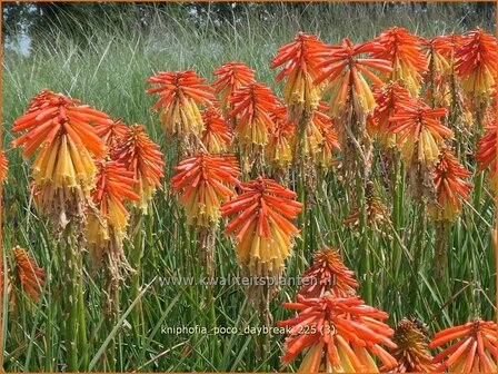 Kniphofia 'Poco Daybreak' | Vuurpijl, Fakkellelie | Fackellilie | Red Hot Poker