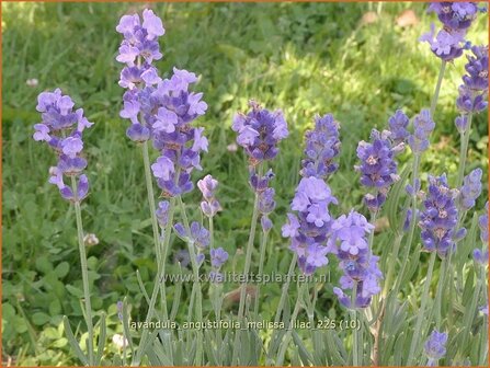 Lavandula angustifolia 'Melissa Lilac' | Echte lavendel, Gewone lavendel, Lavendel | Echter Lavendel | English Lavend