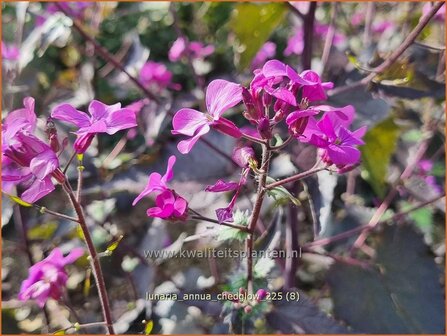 Lunaria annua 'Chedglow' | Tuinjudaspenning, Judaspenning, Maanbloem | Einj&auml;hriges Silberblatt | Money Plant