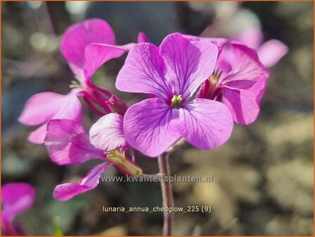 Lunaria annua 'Chedglow' | Tuinjudaspenning, Judaspenning, Maanbloem | Einj&auml;hriges Silberblatt | Money Plant