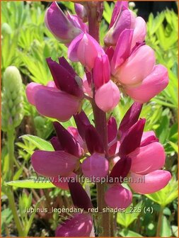 Lupinus 'Legendary Red Shades' | Lupine | Lupine | Lupin