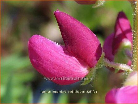 Lupinus 'Legendary Red Shades' | Lupine | Lupine | Lupin