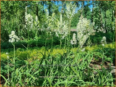 Melanthium virginicum | Virginia bunchflower