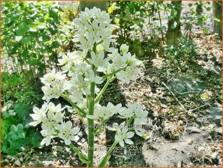 Melanthium virginicum | Virginia bunchflower