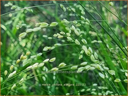 Melica uniflora albiflora | Eenbloemig parelgras, Parelgras | Einbl&uuml;tiges Perlgras | Wood Melic