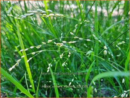Melica uniflora albiflora | Eenbloemig parelgras, Parelgras | Einbl&uuml;tiges Perlgras | Wood Melic