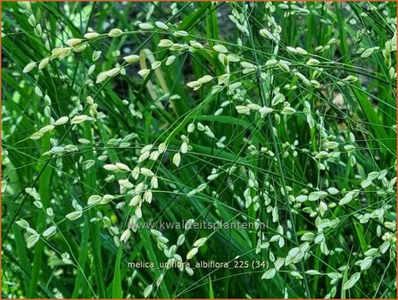 Melica uniflora albiflora | Eenbloemig parelgras, Parelgras | Einbl&uuml;tiges Perlgras | Wood Melic