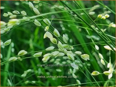 Melica uniflora albiflora | Eenbloemig parelgras, Parelgras | Einbl&uuml;tiges Perlgras | Wood Melic