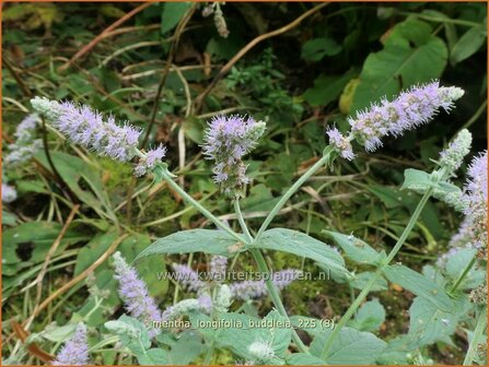 Mentha longifolia 'Buddleia' | Hertsmunt, Bosmunt, Munt | Ro&szlig;-Minze | Horse Mint