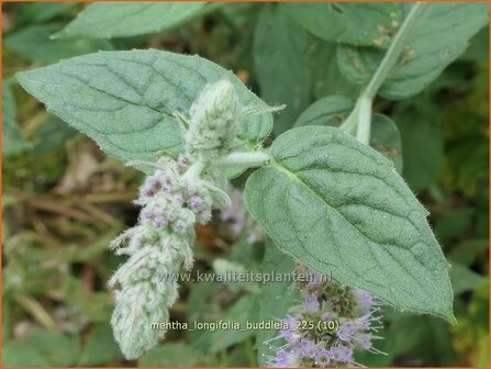 Mentha longifolia 'Buddleia' | Hertsmunt, Bosmunt, Munt | Ro&szlig;-Minze | Horse Mint