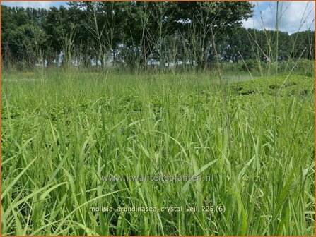 Molinia arundinacea 'Crystal Veil' | Pijpenstrootje | Hohes Pfeifengras | Tall Purple Moorgrass