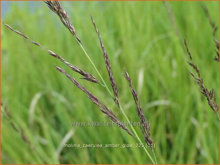 Molinia caerulea 'Amber Glow' | Pijpenstrootje | Kleines Pfeifengras | Purple Moorgrass