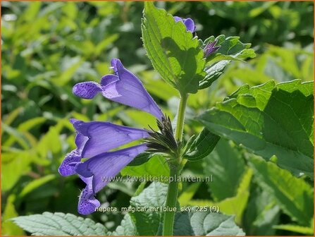 Nepeta 'Magical Mr. Blue Sky' | Kattenkruid | Katzenminze | Catmint