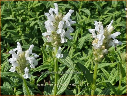 Nepeta nervosa 'Nevita White' | Kattenkruid | Geaderte Katzenminze | Catmint