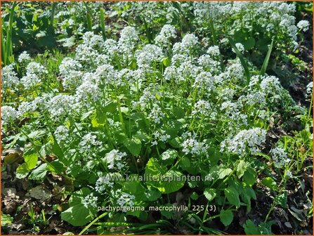 Pachyphragma macrophylla | Kaukasische look-zonder-look | Gro&szlig;bl&auml;ttriges Scheinschaumkraut | Thlaspi Macrophyllum