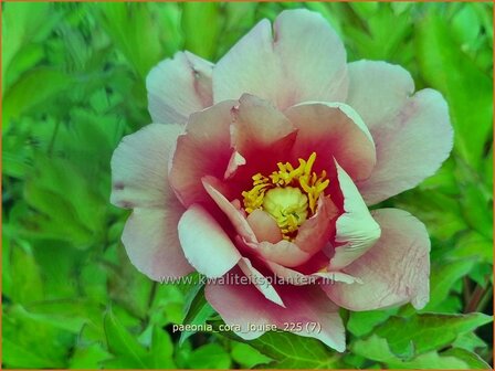 Paeonia 'Cora Louise' | Pioenroos | Pfingstrose | Peony