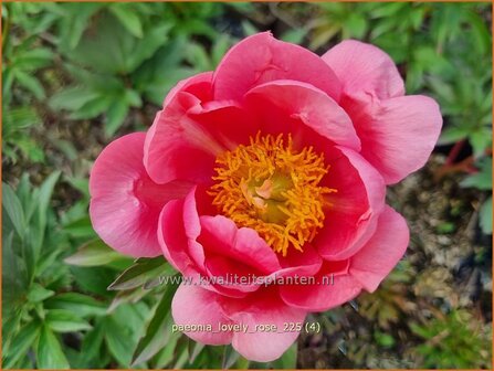 Paeonia 'Lovely Rose' | Pioenroos | Pfingstrose | Peony