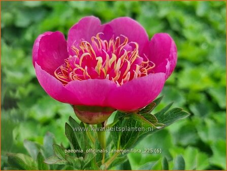 Paeonia officinalis 'Anemoniflora' | Pioenroos, Boerenpioen | Echte Pfingstrose | Common Peony