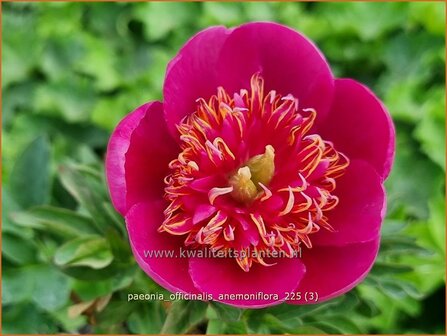 Paeonia officinalis 'Anemoniflora' | Pioenroos, Boerenpioen | Echte Pfingstrose | Common Peony