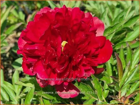 Paeonia 'The Mackinac Grand' | Pioenroos | Pfingstrose | Peony
